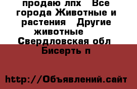 продаю лпх - Все города Животные и растения » Другие животные   . Свердловская обл.,Бисерть п.